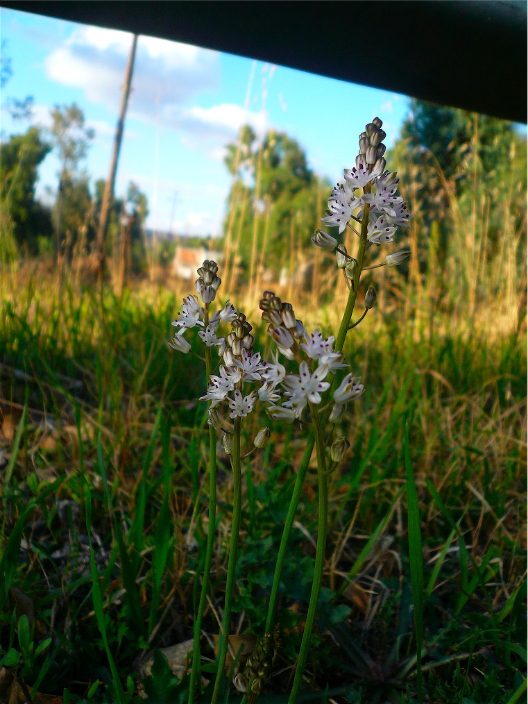 Prospero autumnale / Scilla autunnale